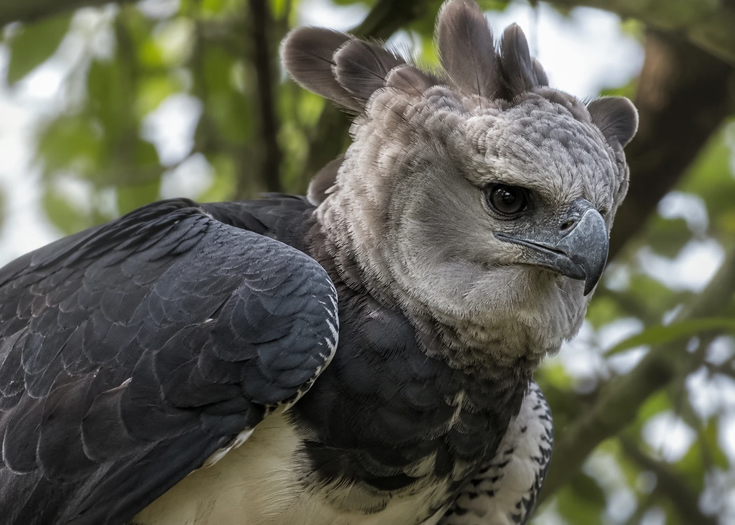Harpy Eagle