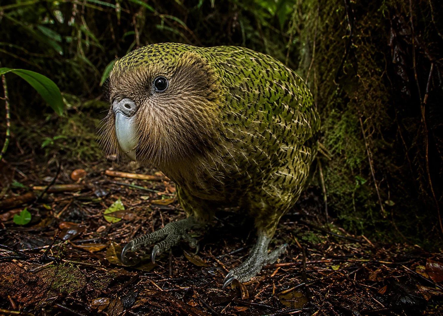 Kakapo