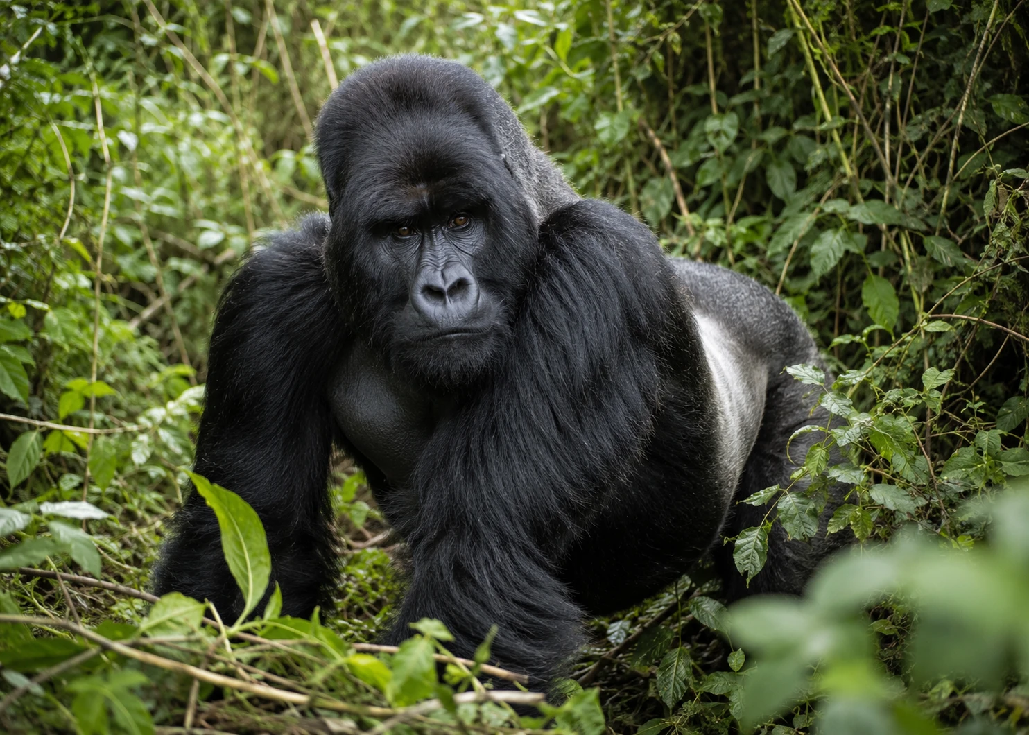 Mountain Gorilla