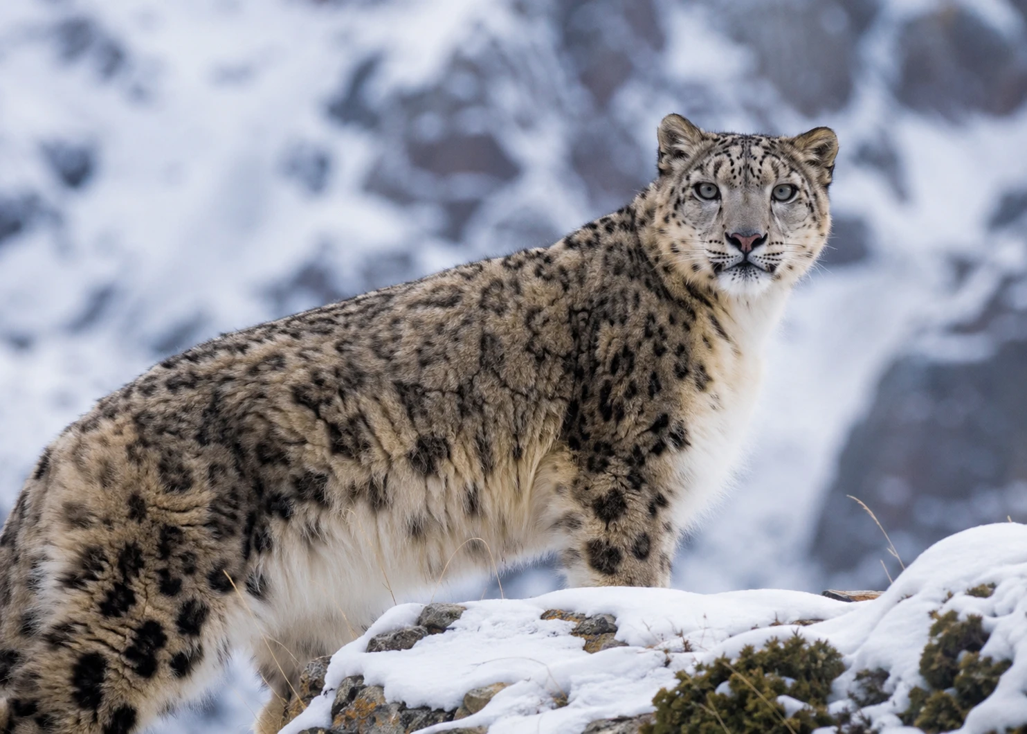 Snow Leopard