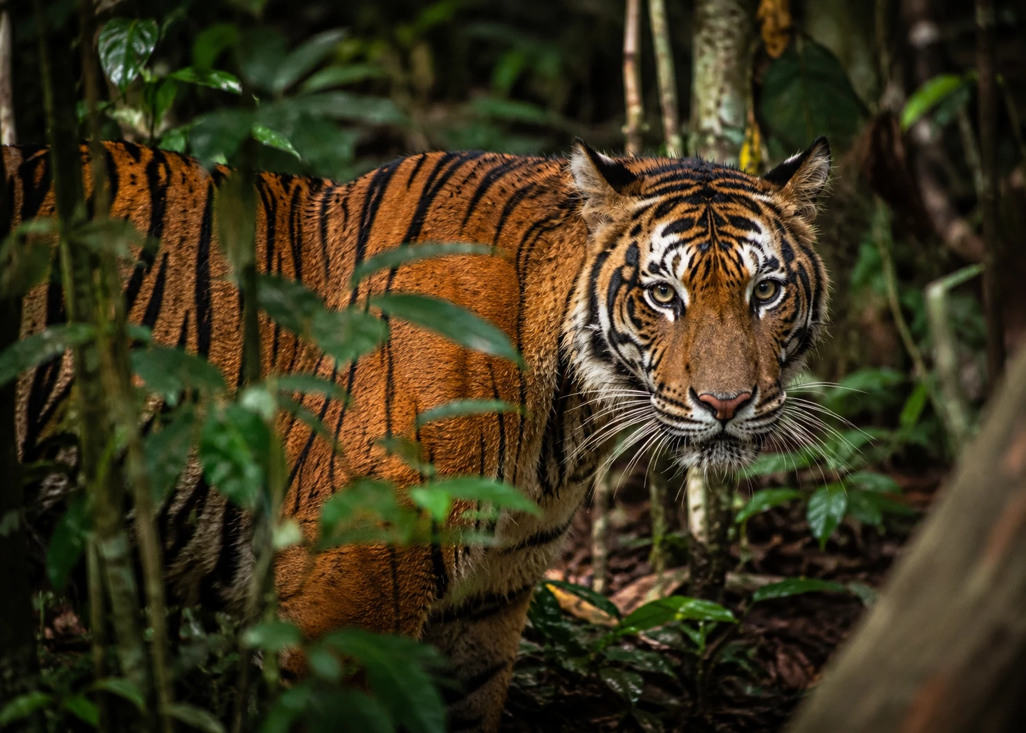 Sumatran Tiger