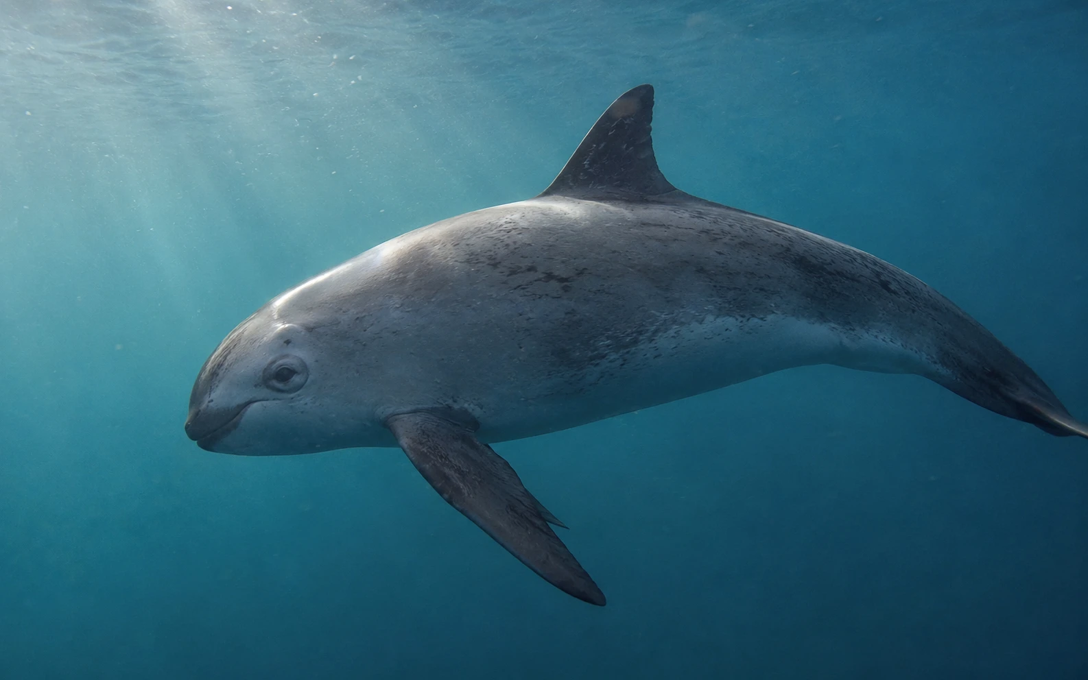 Vaquita