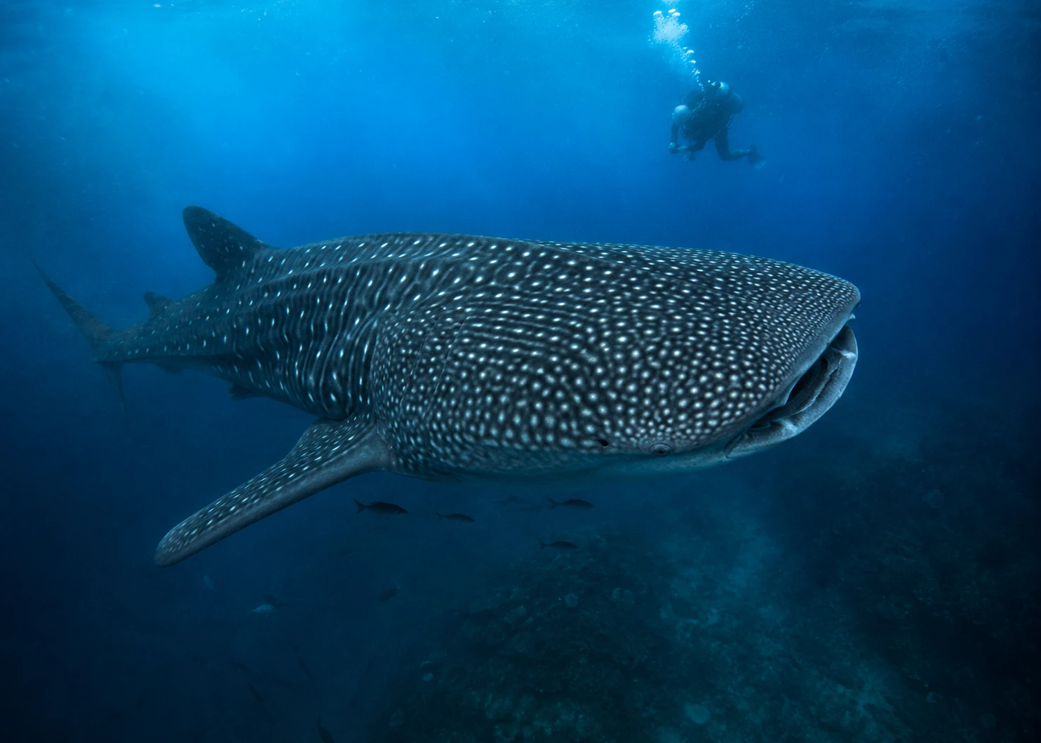 Whale Shark
