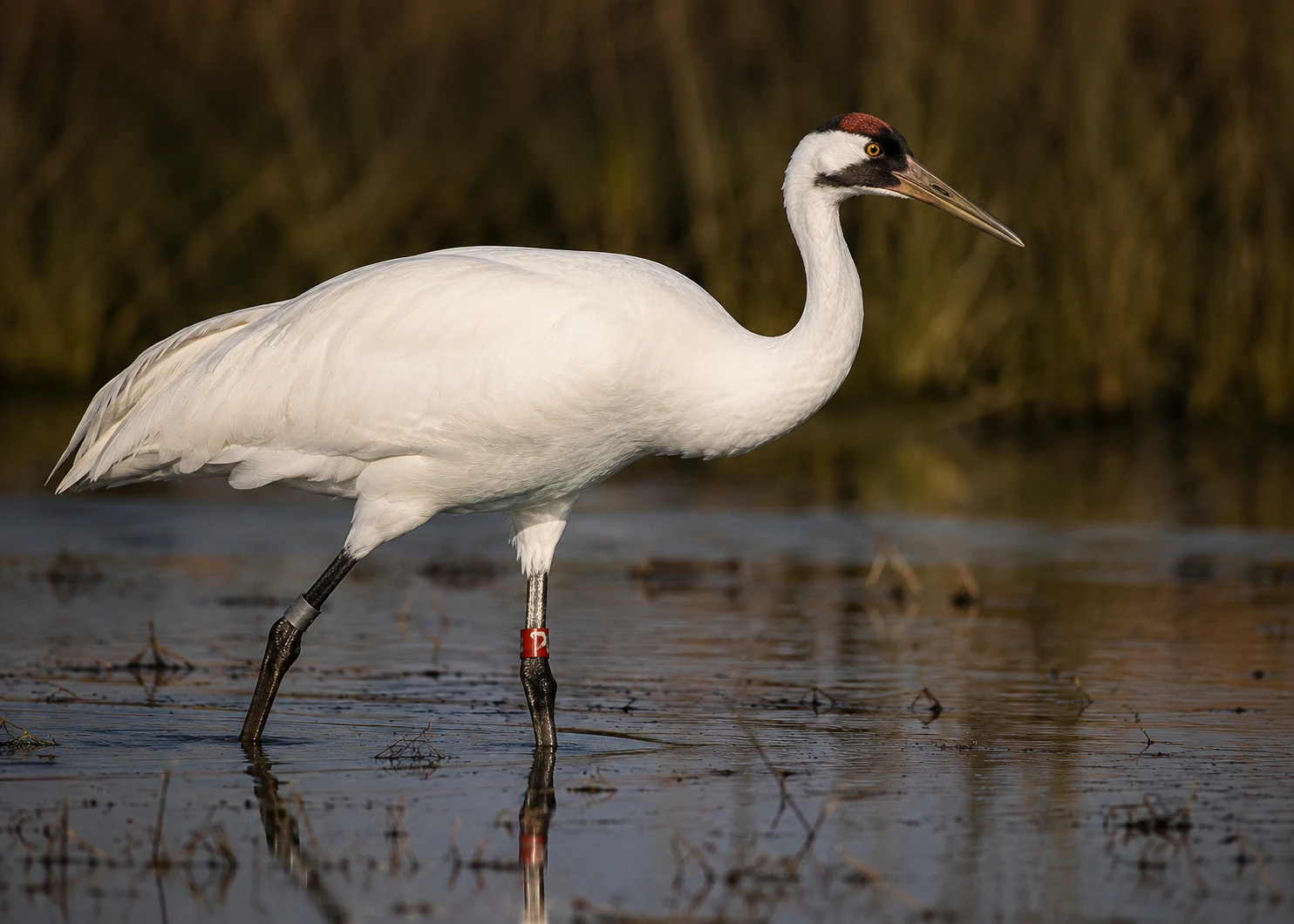 Whooping Crane